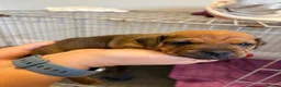 Patterdale Terrier dogs for sale: Patterdale puppies  - Advert 10