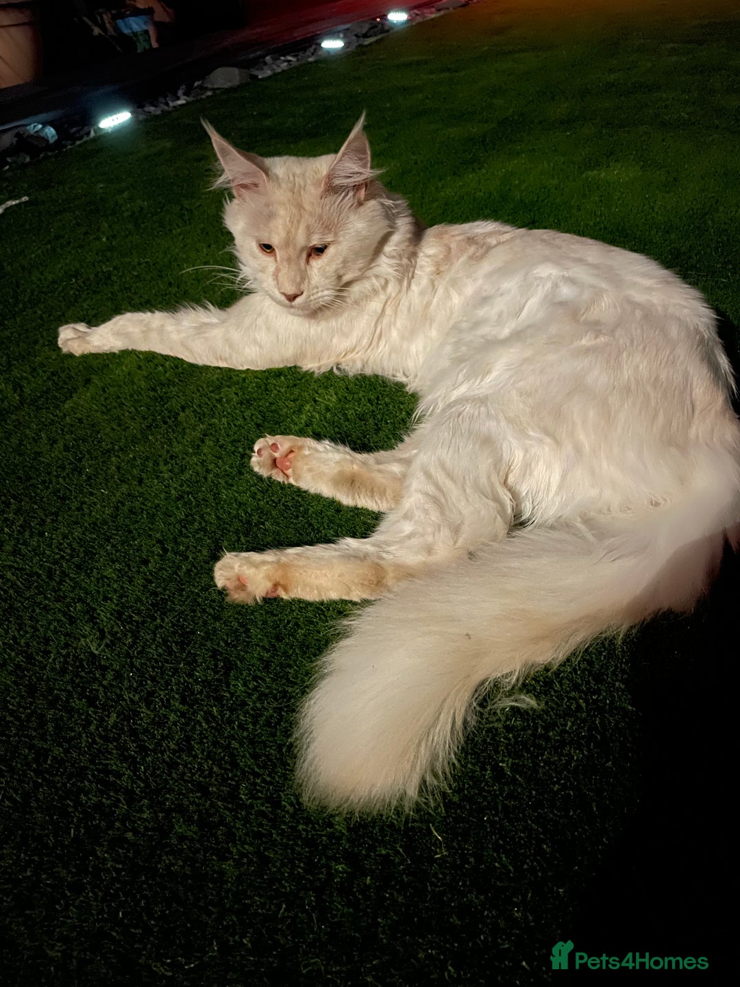 Maine Coon cats for sale: Maine Coon Cross Kittens  - Image 31