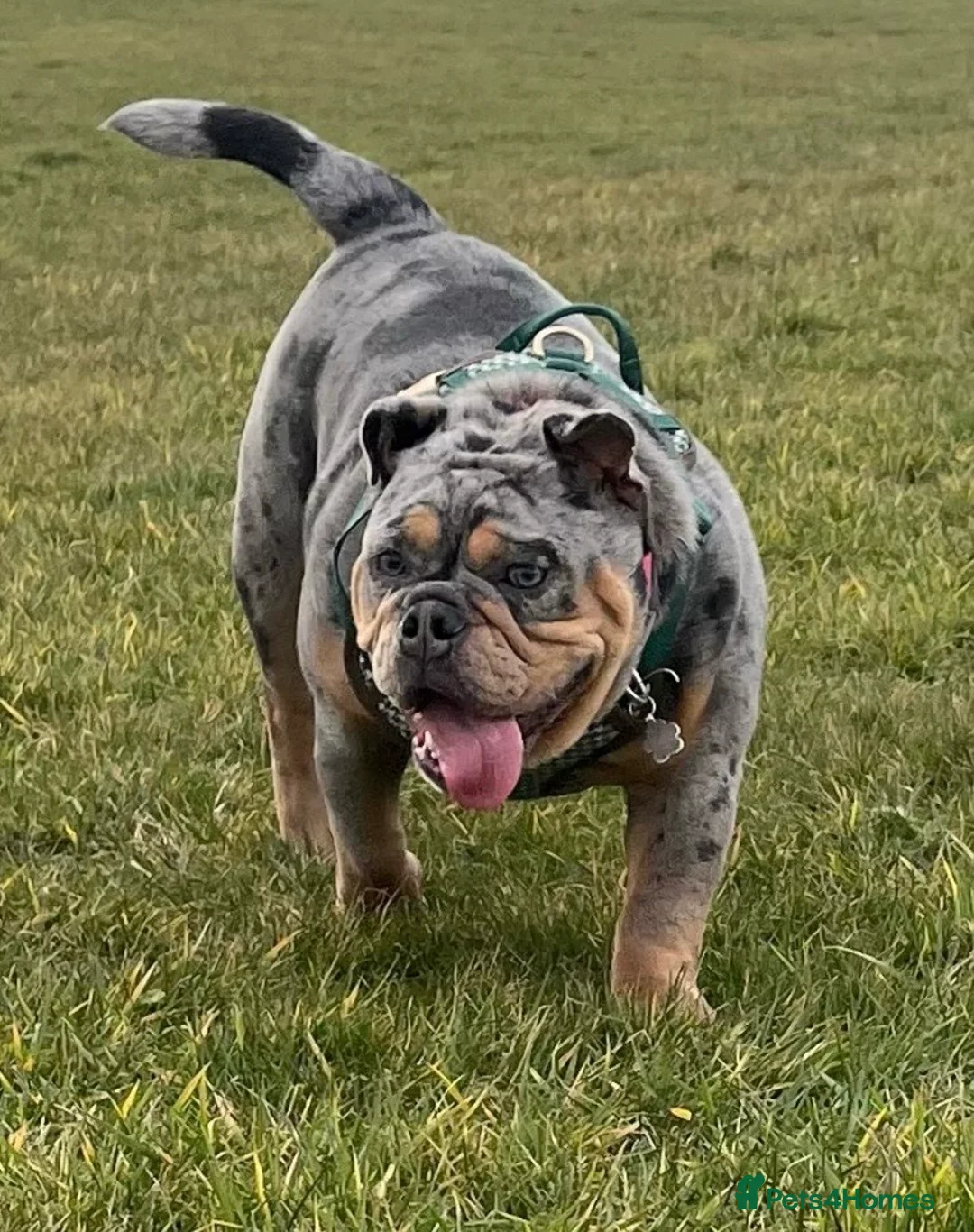 English Bulldog dogs for sale: Beautiful New English Bulldog   in Alfreton - Advert 2
