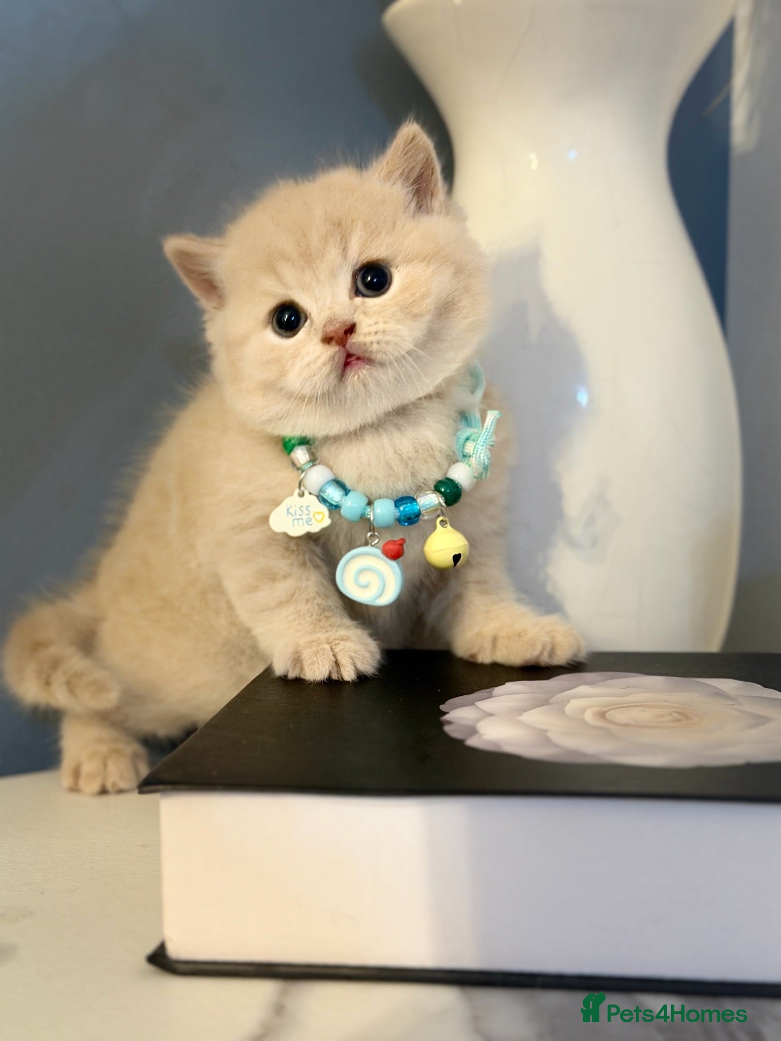 Scottish Fold cats Last male Scottish fold kittens 🐾 - Advert 10
