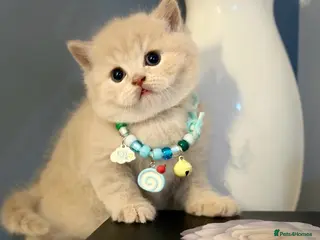 Scottish Fold cats Last male Scottish fold kittens 🐾 - Advert 10