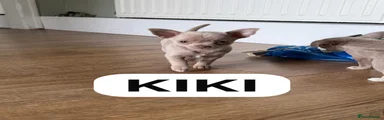 Chihuahua 4