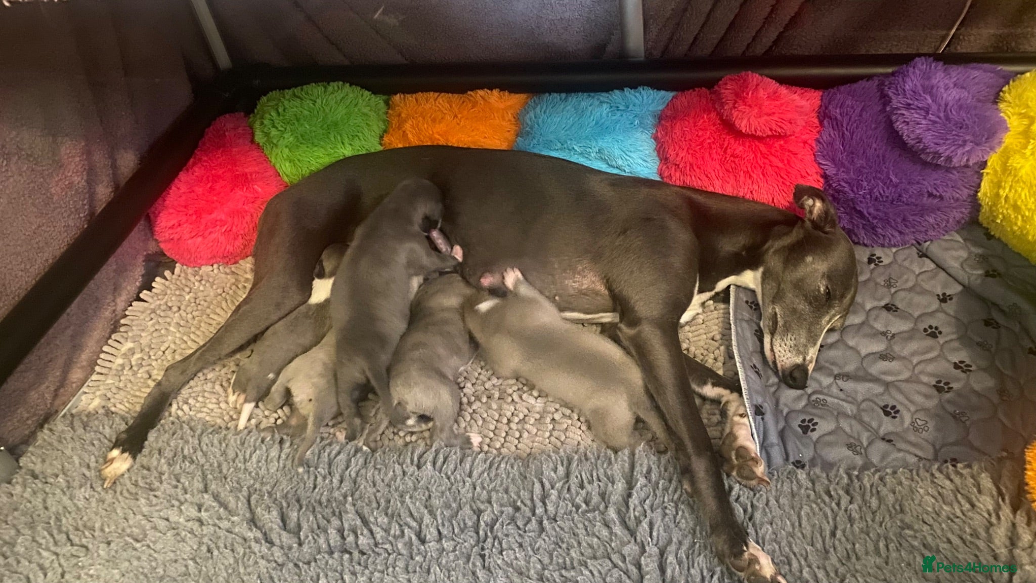 Whippet dogs NEW KIDS ON THE BLOCK /STUNNING  RKC LITTER  - Advert 15