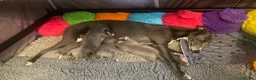 Whippet dogs for sale: NEW KIDS ON THE BLOCK /STUNNING  RKC LITTER  - Advert 21