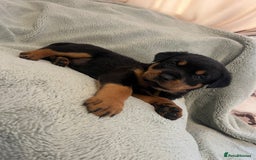 Rottweiler dogs for sale: Rottweiler Puppies  - Image 12