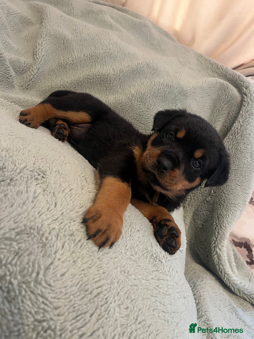 Rottweiler dogs for sale: Rottweiler Puppies  - Image 12