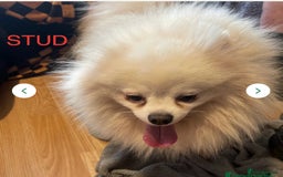 Pomeranian dogs for sale: Beautiful Pomerian Boy  - Image 28