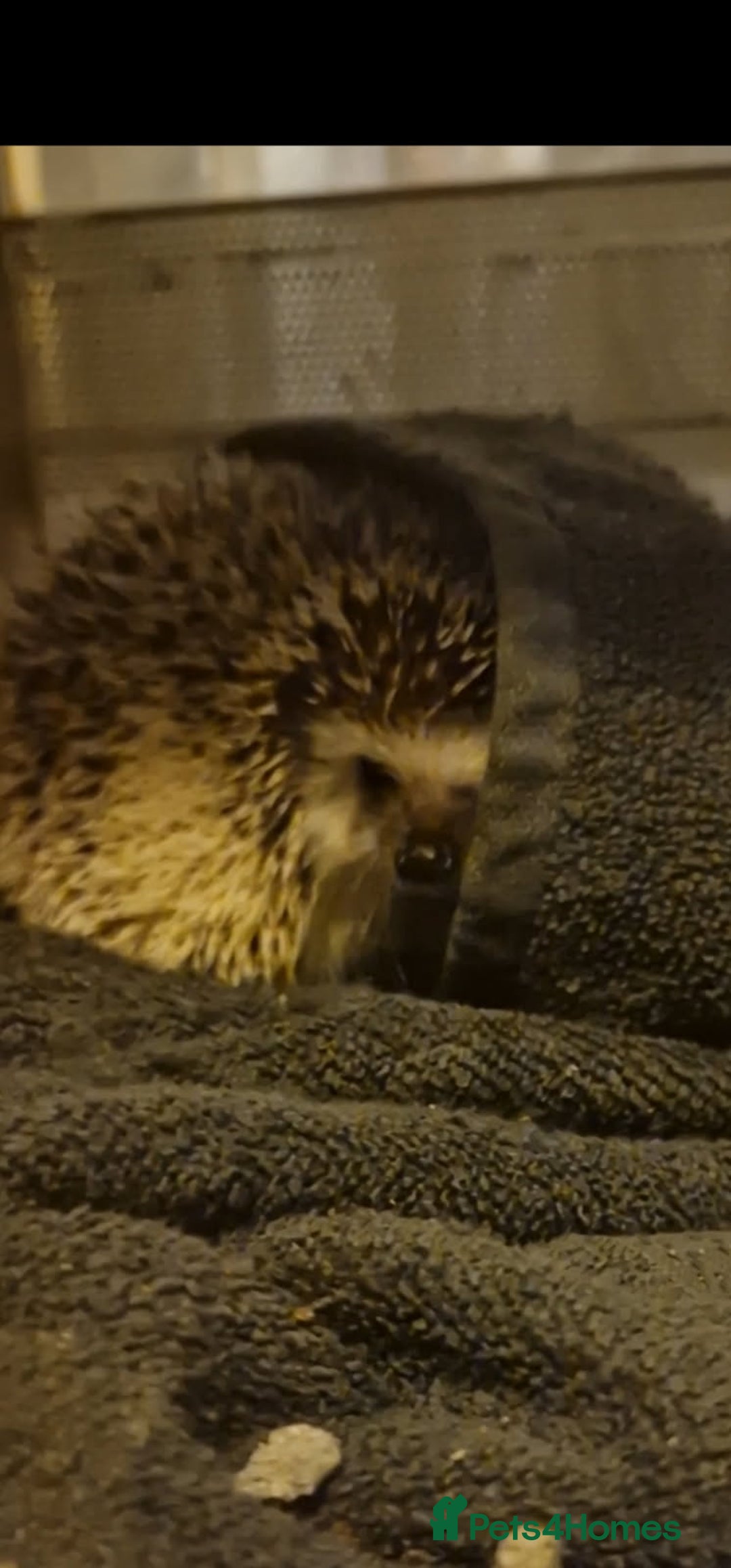 Pygmy Hedgehog rodents for sale: Hedgehog for sale  - Advert 1