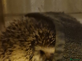 Pygmy Hedgehog rodents Hedgehog for sale - Advert 1