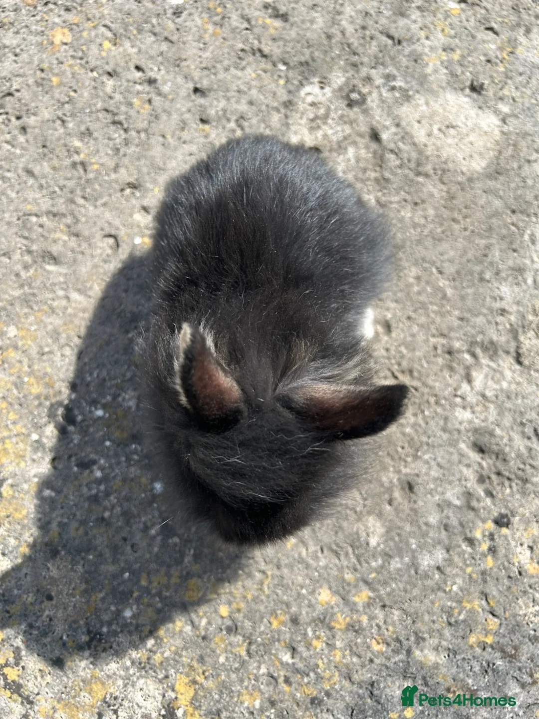 Lionhead rabbits for sale: 5 lion head babies  - Advert 2