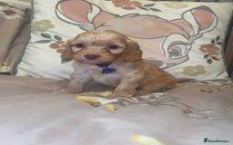 Cockapoo dogs for sale: Miniature toy poodle cockapoos available soon ❤️ - Image 3
