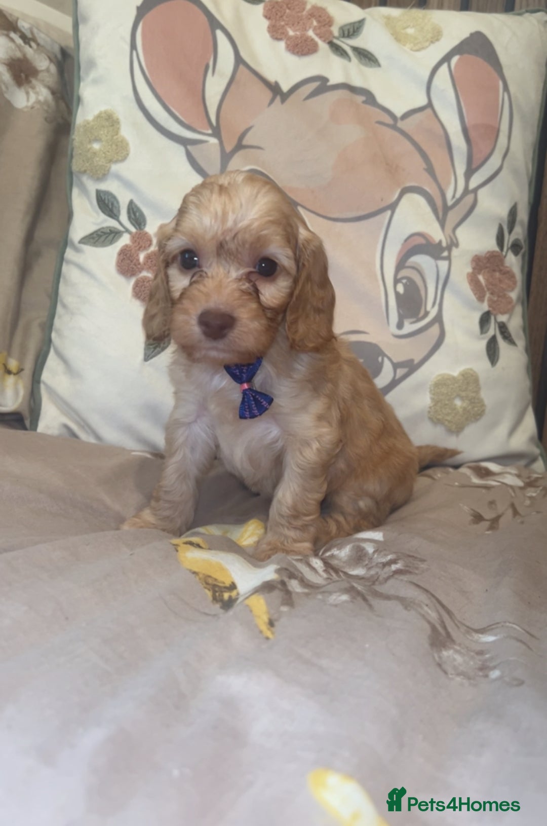 Cockapoo dogs for sale: Miniature toy poodle cockapoos available soon ❤️ - Image 3