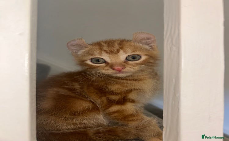American Curl cats - Advert 1