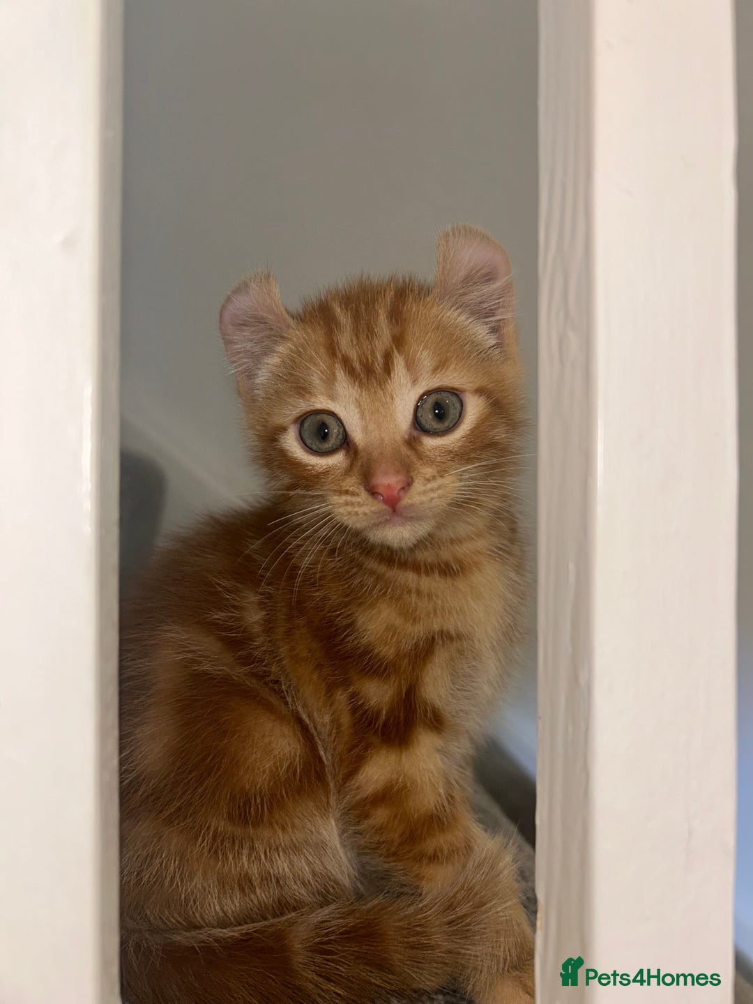 American Curl cats for sale: Kitten for sale - Image 1