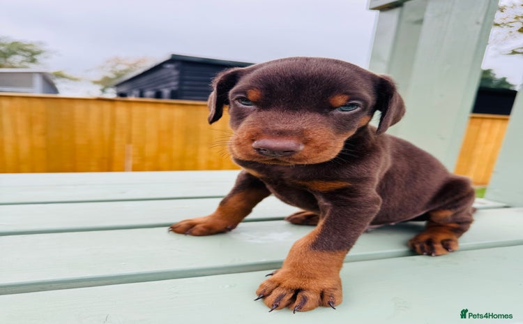 Dobermann dogs - Advert 3