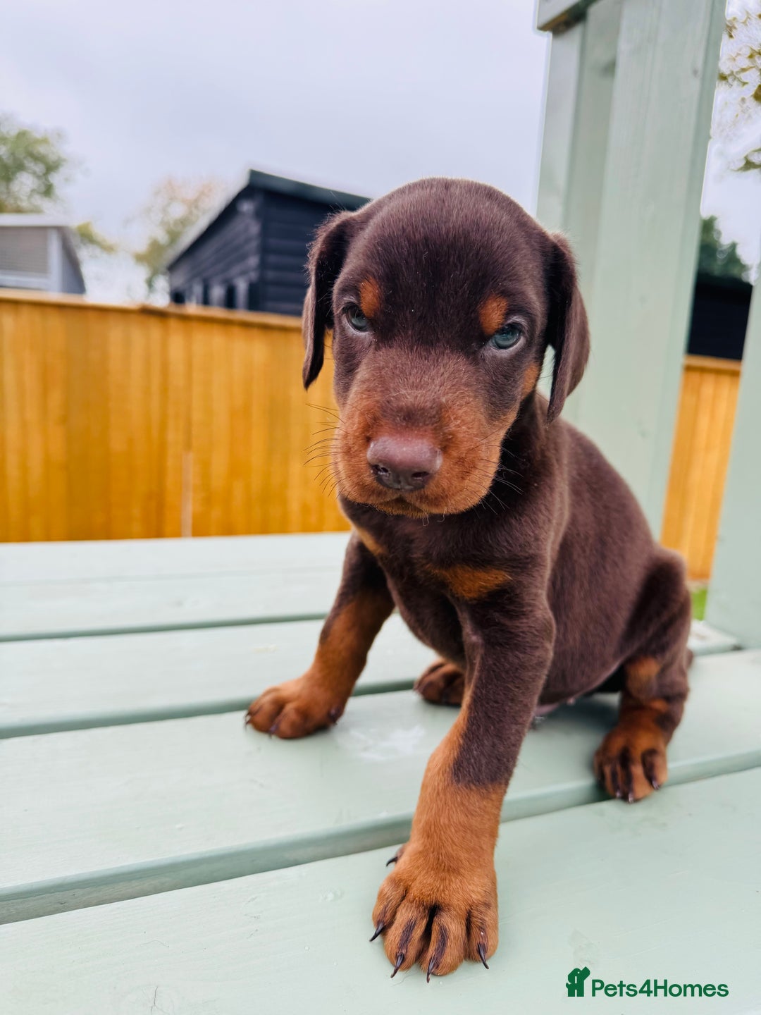 Dobermann dogs for sale: KC Registered Doberman Puppies 🐾🐾🐾 - Image 1