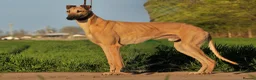 Greyhound dogs for sale: Hungarian Greyhound Pups - Advert 19
