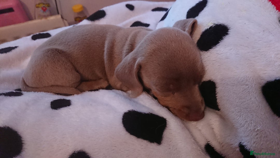 Miniature Dachshund dogs for sale: Miniature daschund puppies for sale  - Image 3