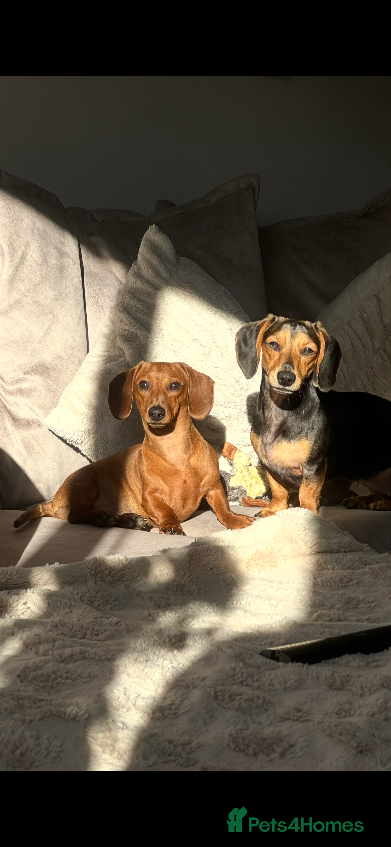 Miniature Dachshund dogs Puppies due 2nd Jan 2026 - Advert 1