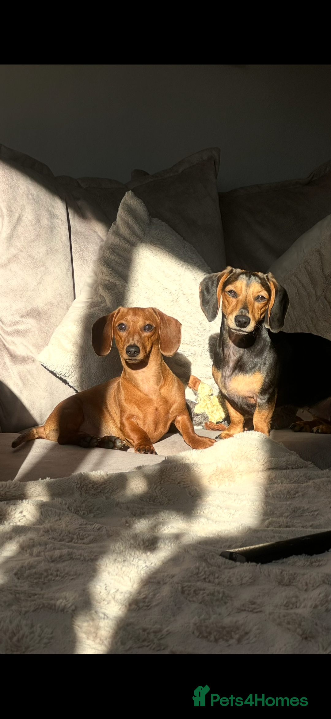 Miniature Dachshund dogs for sale: Puppies due 2nd Jan 2026 - Advert 1