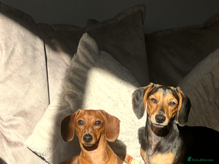 Miniature Dachshund dogs Puppies due 2nd Jan 2026 - Advert 1