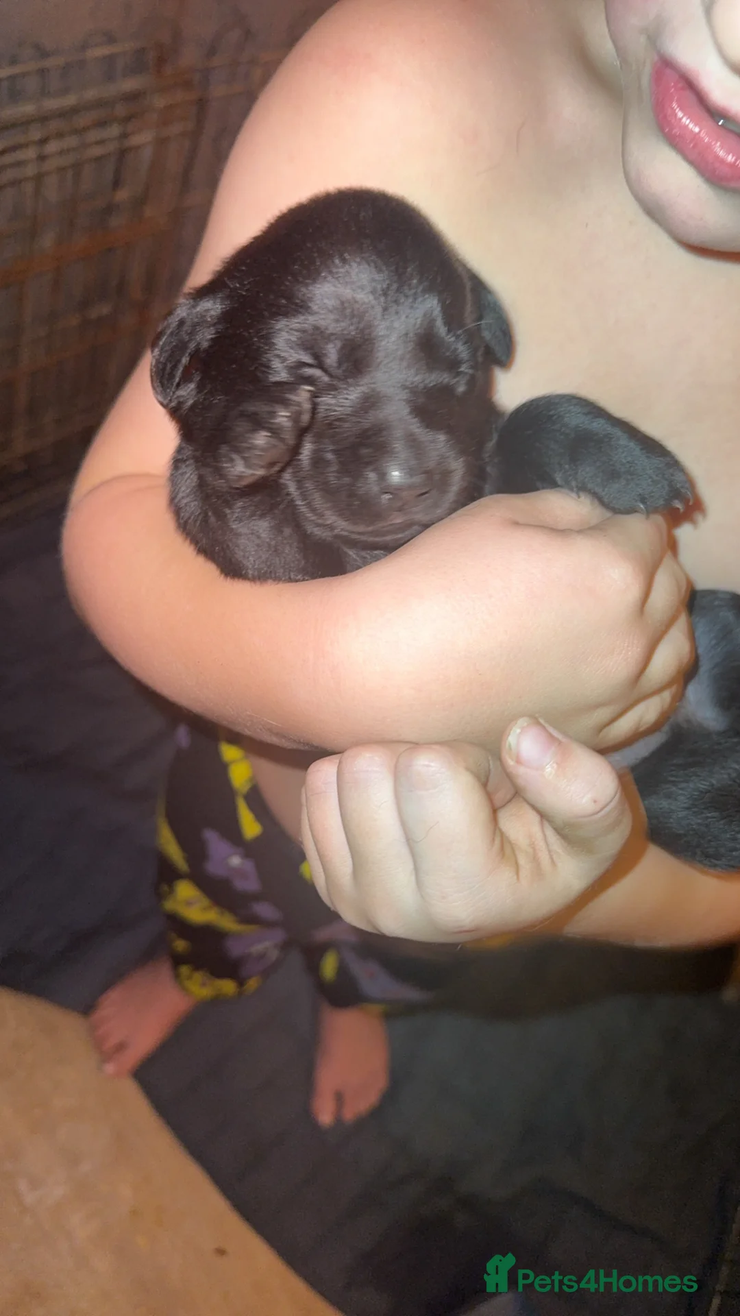 Labrador Retriever dogs for sale: Lab puppies - Advert 2