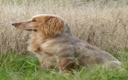 Cocker Spaniel dogs for stud: John- 3rd generation Elishade cocker  - Image 1