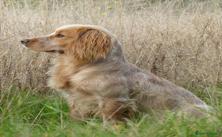 Cocker Spaniel dogs - Advert 1