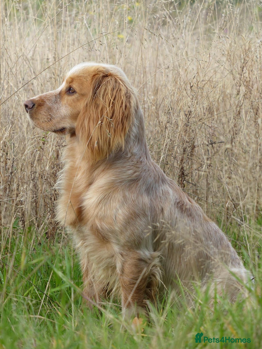 Cocker Spaniel dogs for stud: John- 3rd generation Elishade cocker  - Image 1