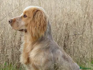 Cocker Spaniel dogs John- 3rd generation Elishade cocker - Advert 4