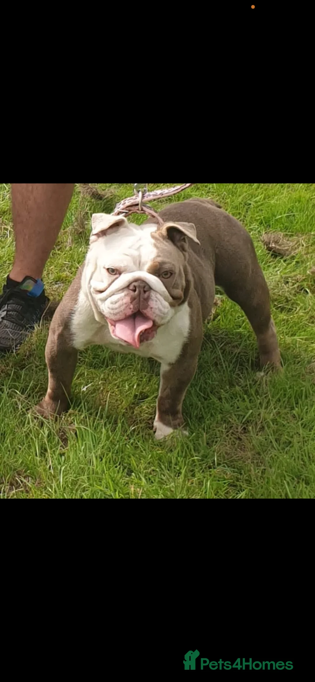 English Bulldog dogs for sale: English bulldog female 5 yrs old  - Advert 1