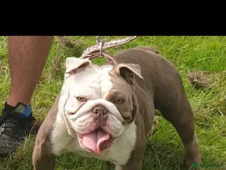 English Bulldog dogs English bulldog female 5 yrs old - Advert 1