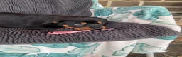 Rottweiler dogs for sale: Three gorgeous Rottweiler Girls - Advert 5