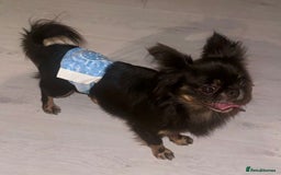 Chihuahua dogs for stud: Russian chihuahua stud - Image 2