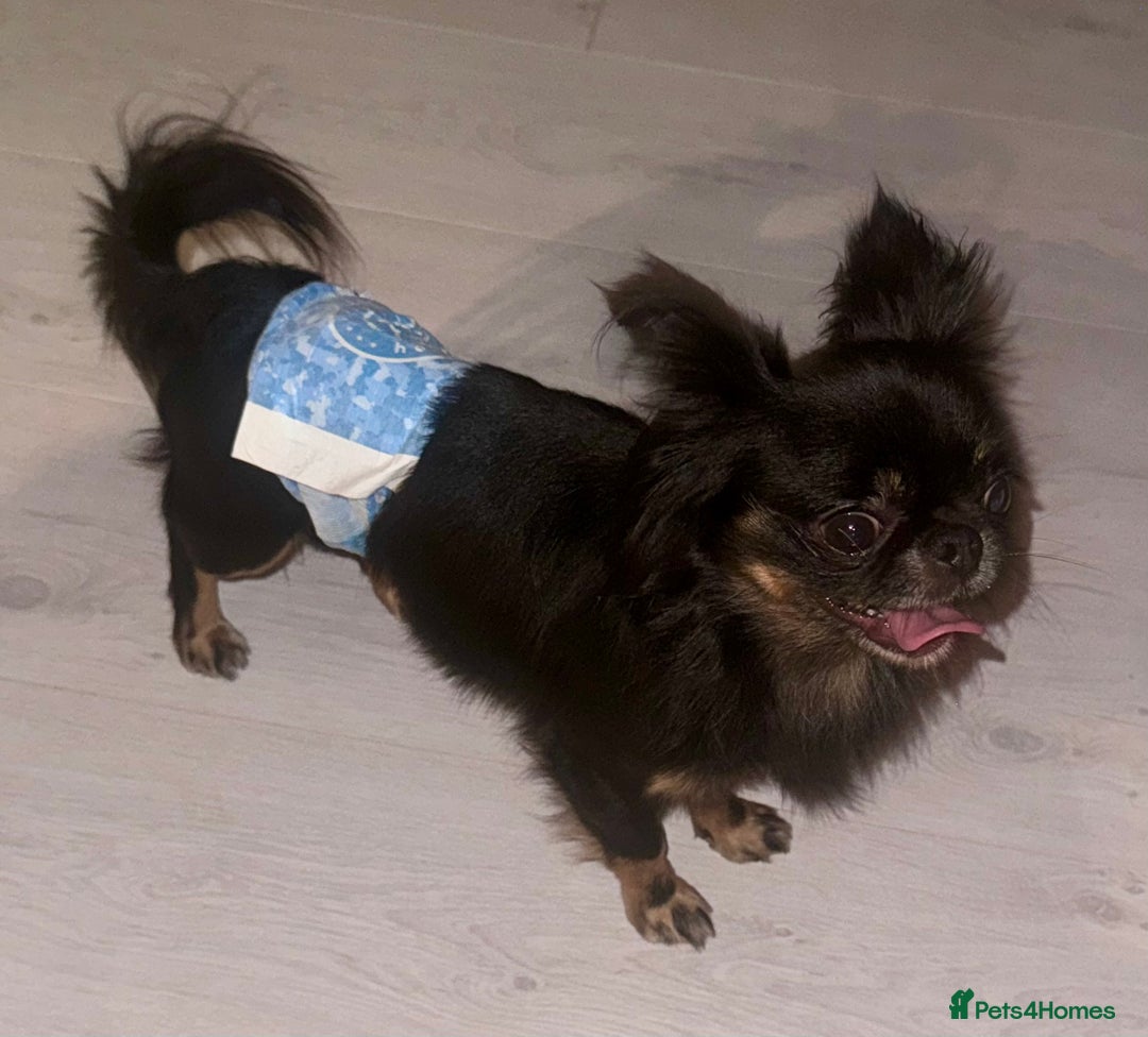 Chihuahua dogs for stud: Russian chihuahua stud - Image 2