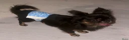 Chihuahua dogs for stud: Russian chihuahua stud - Advert 2
