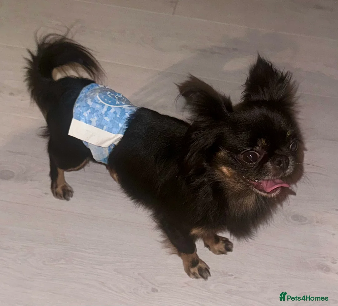 Chihuahua dogs for stud: Russian chihuahua stud - Advert 2