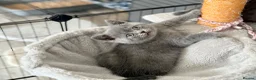 British Shorthair cats for sale: British shorthair kittens (blue) - Advert 5