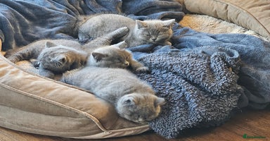 British Shorthair cats - Advert 6
