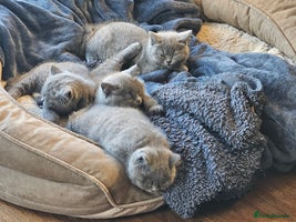 British Shorthair cats - Advert 3