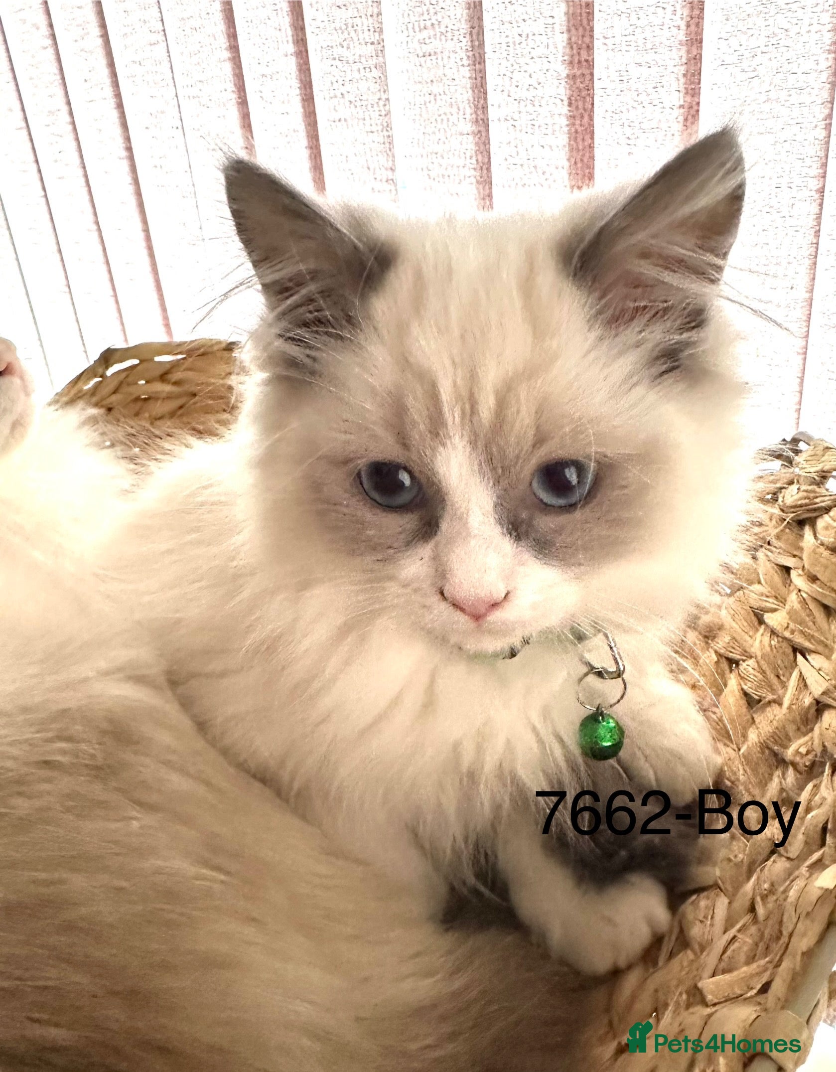 Ragdoll cats Gorgeous Ragdolls - Advert 1