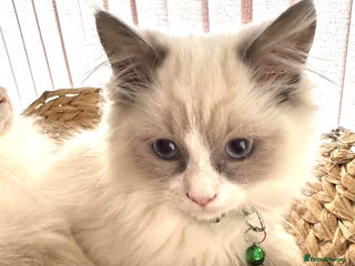 Ragdoll cats Gorgeous Ragdolls - Advert 16