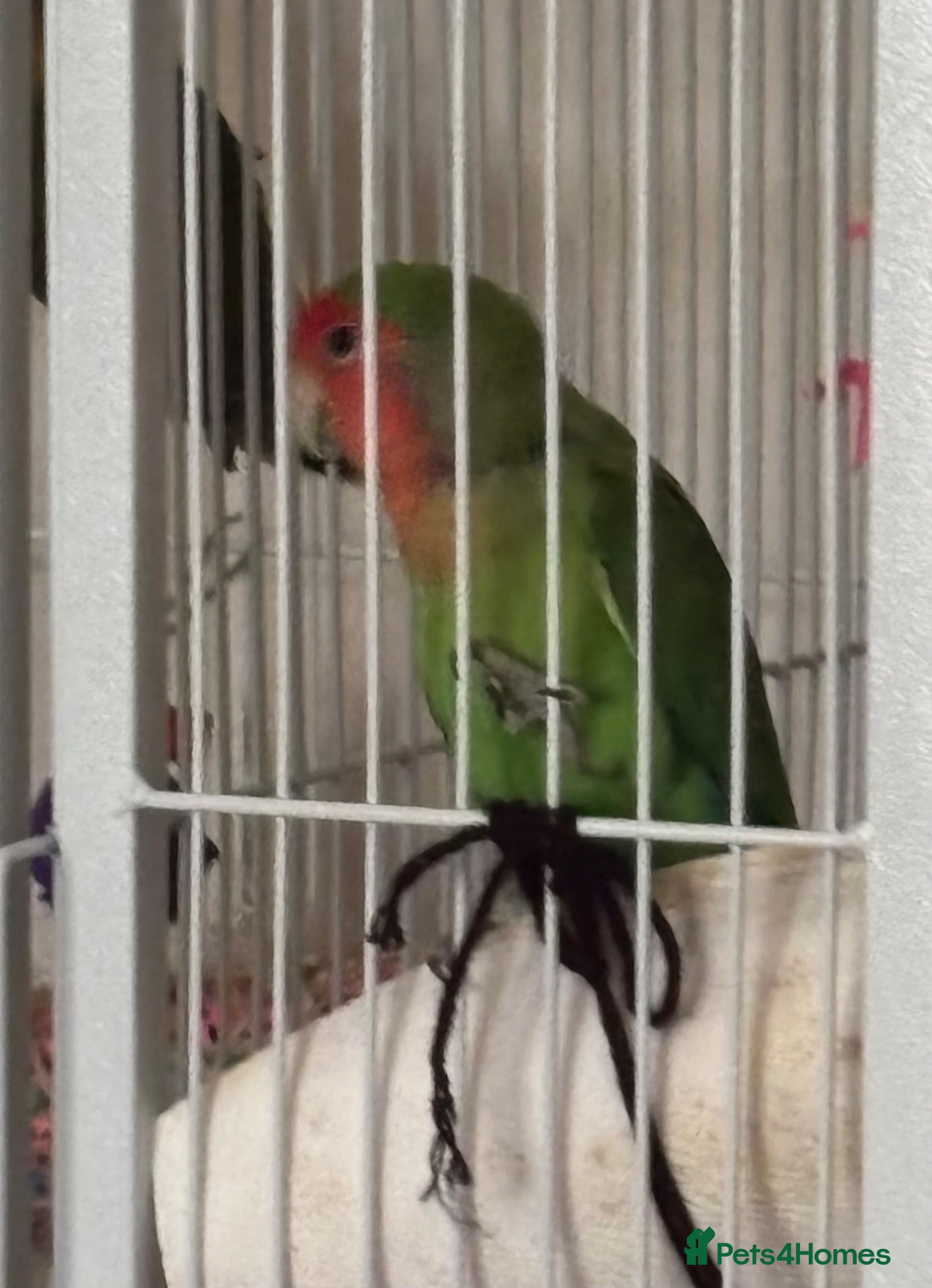 Lovebirds birds Lovebird peach faced - Advert 2