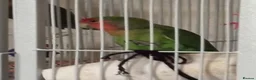 Lovebirds birds for sale: Lovebird peach faced in Bolton - Advert 1