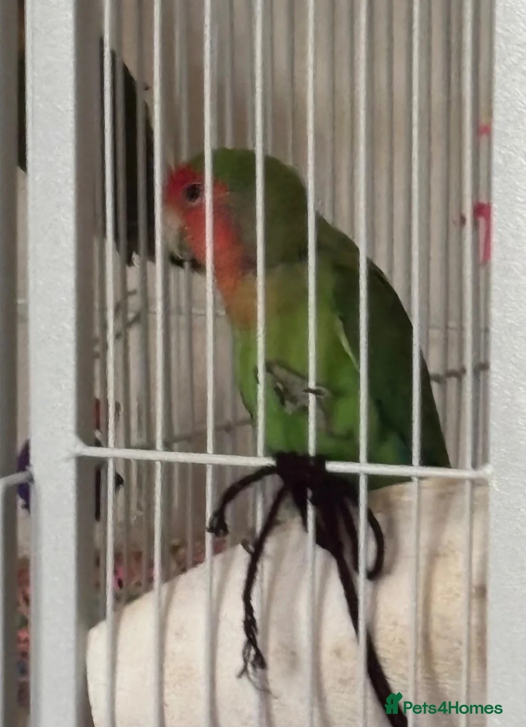 Lovebirds birds for sale: Lovebird peach faced in Bolton - Advert 1