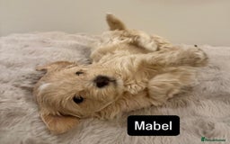 Maltipoo dogs for sale: Adorable F1B Merle** Maltipoo Puppies for sale - Image 11