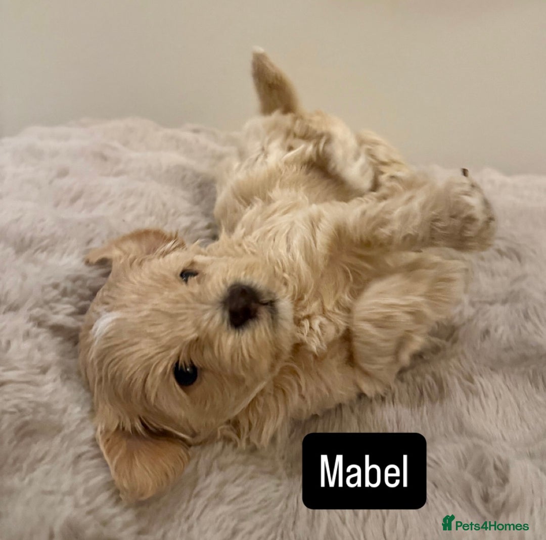 Maltipoo dogs for sale: Adorable F1B Merle** Maltipoo Puppies for sale - Image 11