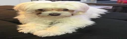 Maltipoo dogs for sale: Beautiful Amber for re homing!  - Advert 4