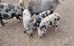 Pig livestock for sale: Minature Piglets - Image 4