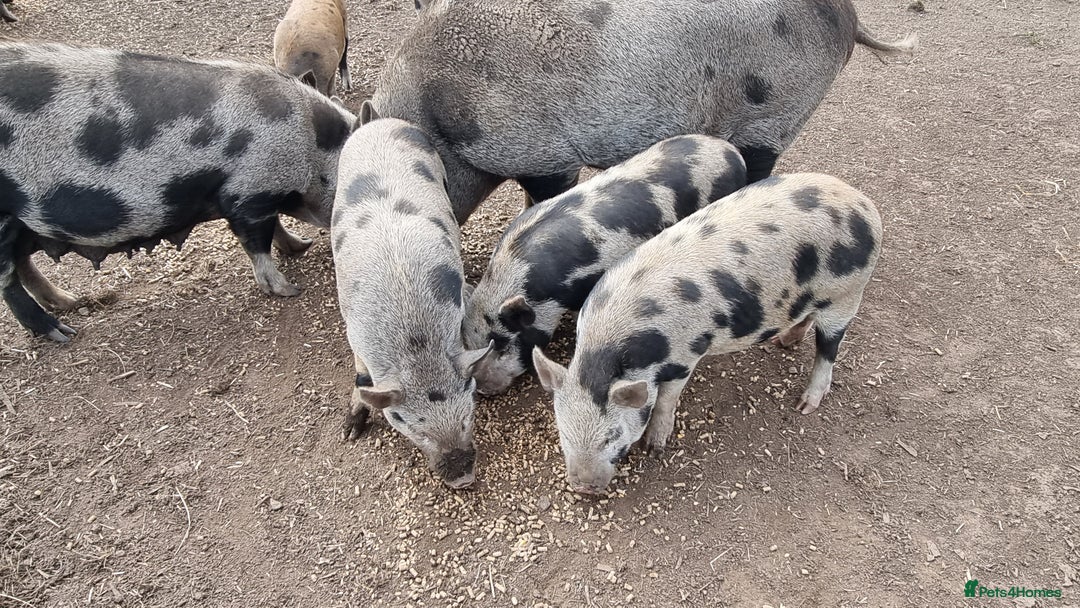 Pig livestock for sale: Minature Piglets - Image 4